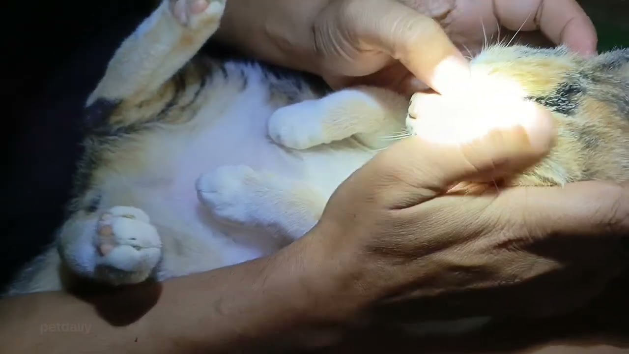 Calico Cat Relaxing While the Owner Removes Fleas🐱