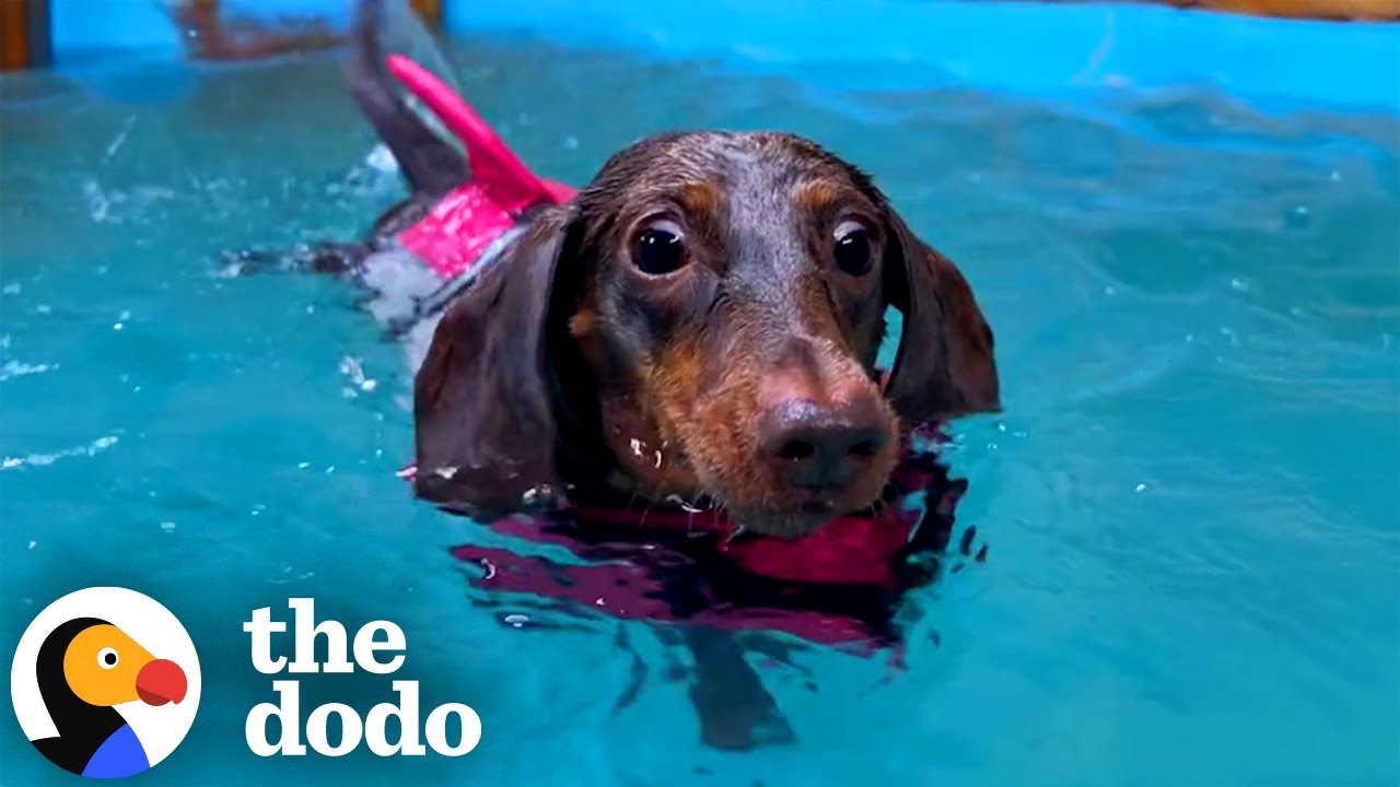 Dachshund Demands Her Mom To Take Her Swimming Daily | The Dodo