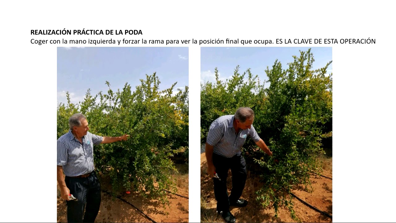 Webinar - Poda en verde del granado