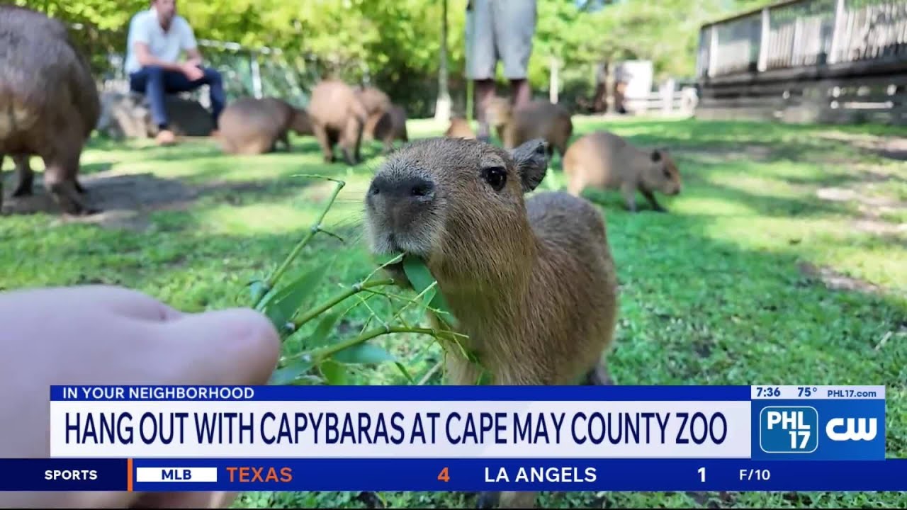 Cape May County Zoo&rsquo;s capybaras are stealing the spotlight | PHL17 Morning News