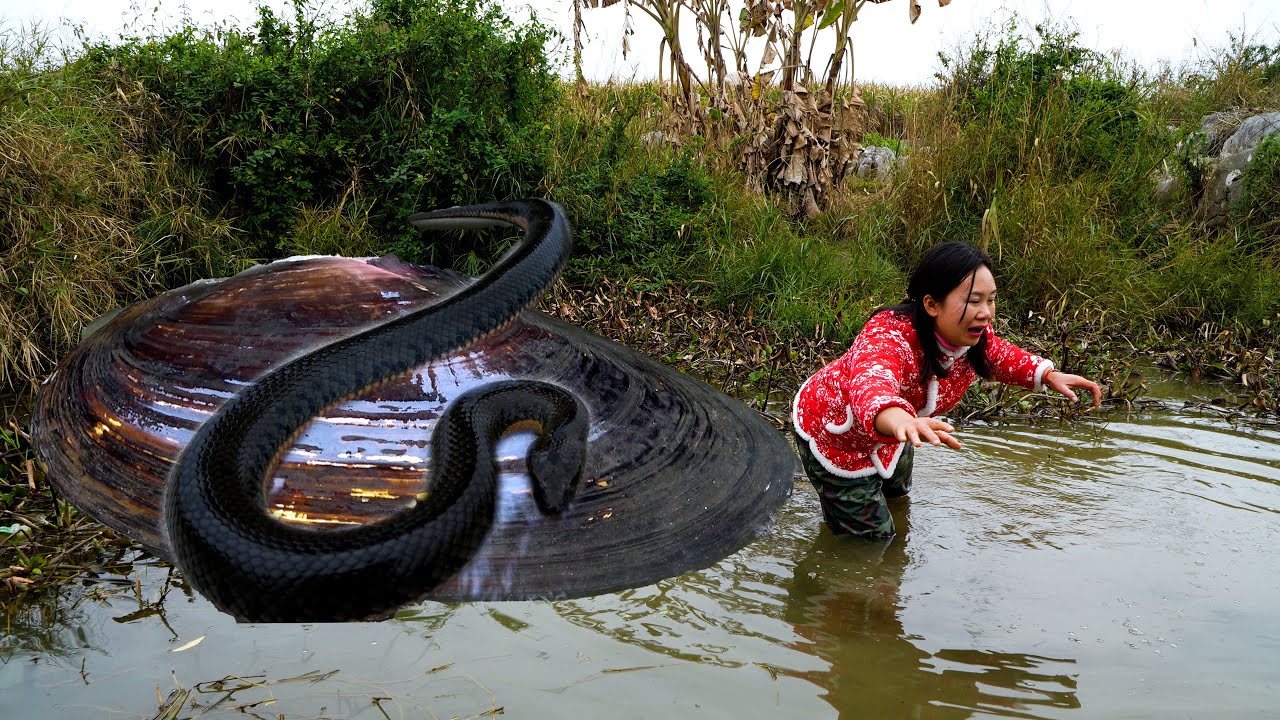 😱The girl ventured into the swamp to search for giant clams and unexpectedly found beautiful pearls