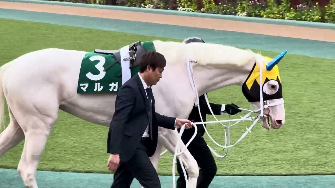 クイーンカップのパドック