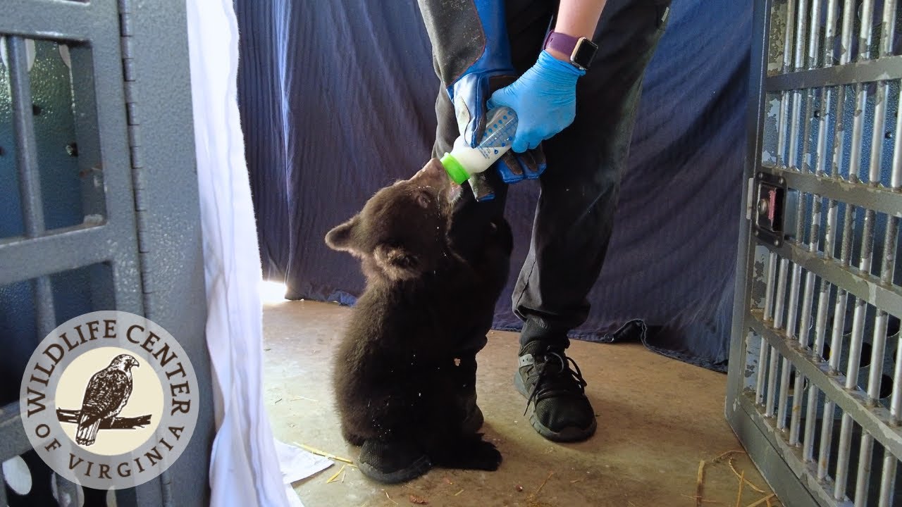 Black BEAR CUBS playing and feeding
