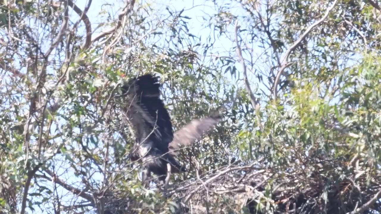 Bald Eagles Of Lake Casitas- 28May2020 Eaglet learning to fly