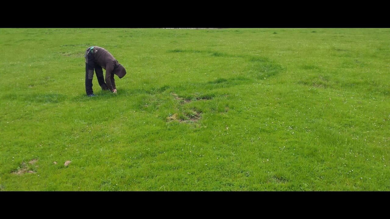 Calocybe Gambosa perretxico ziza Moixermo abril 2016
