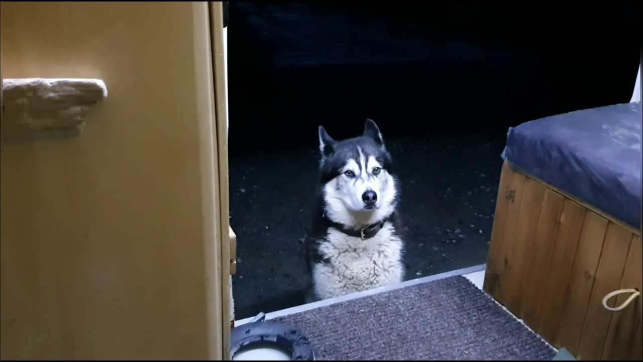 Cutest most patient dog waiting for food after an Adventure