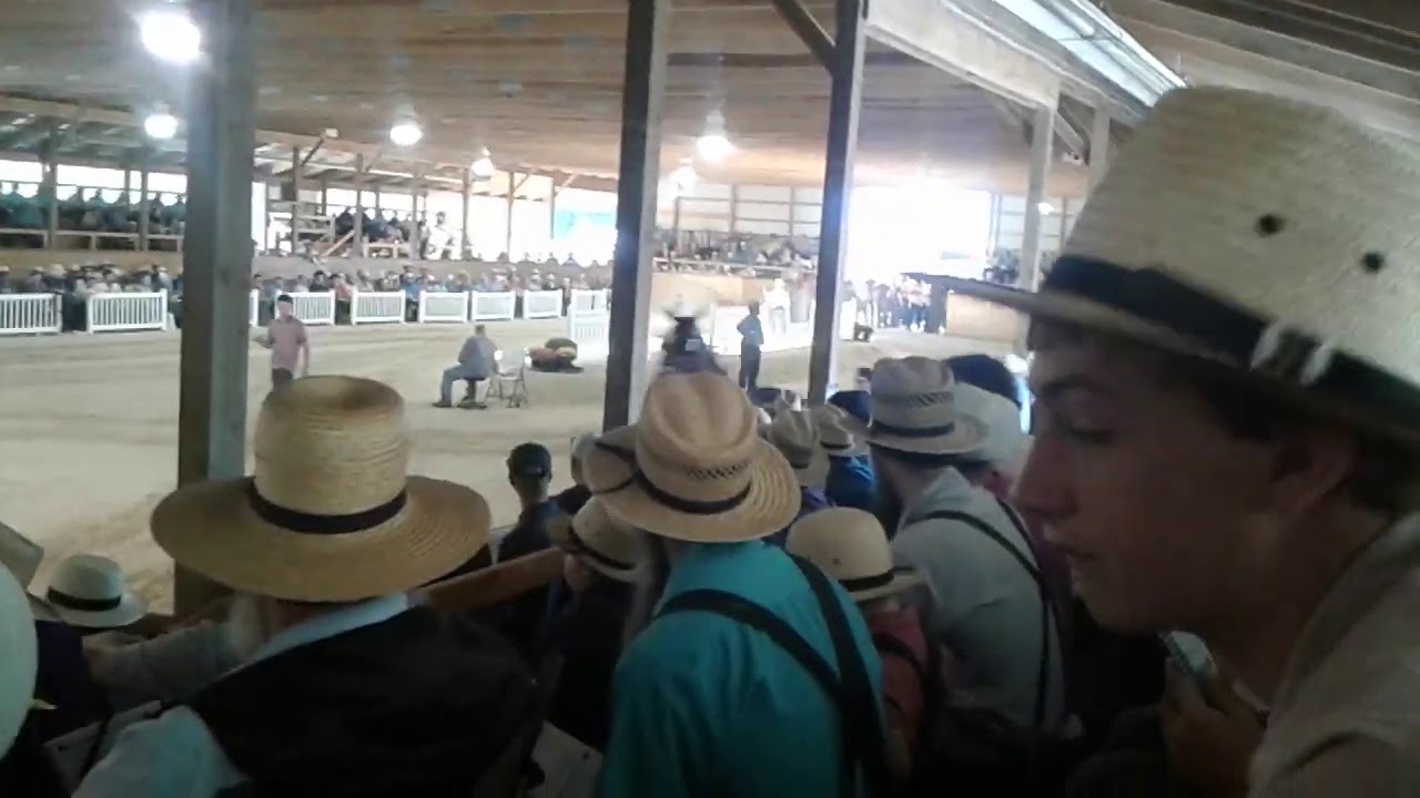 Buckeye dutch harness horse sale 2020