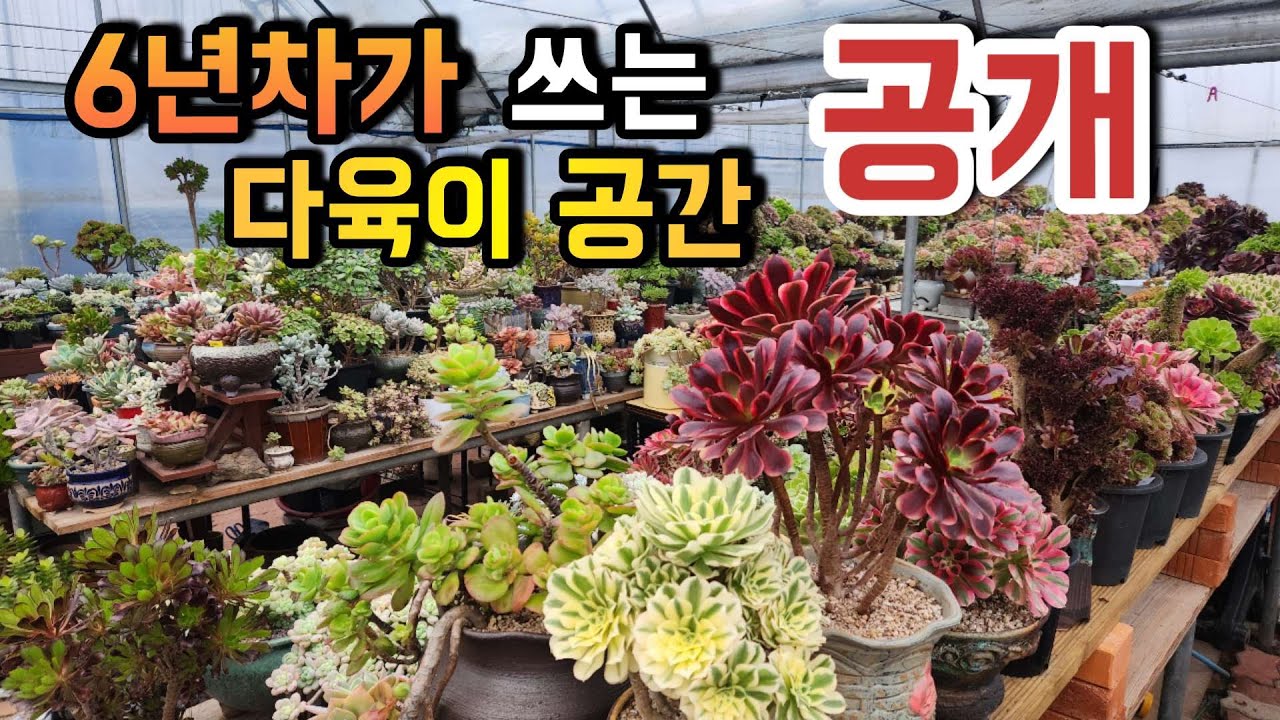 키핑장 가득한 다육이 힐링 l #다육이키우기 ㅣ#신쌤의다다육선(多肉植物, succulent)