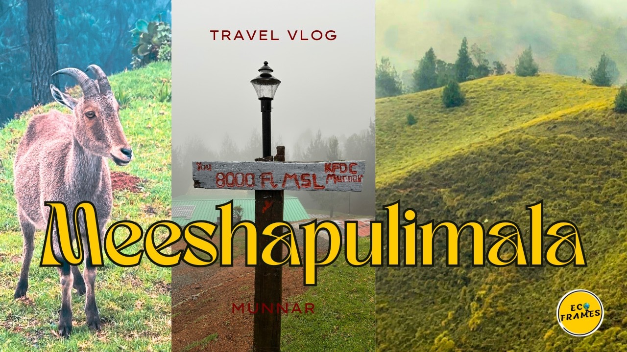 Meeshapulimala Trekking | Munnar