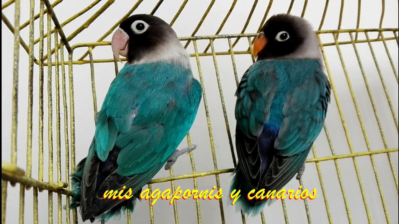 Diferenciando agapornis jovenes y adultos