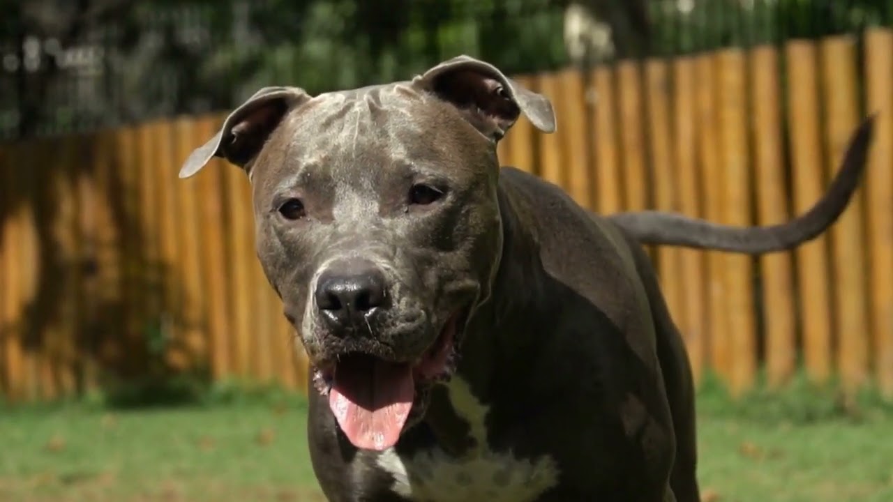 Les Pit Bulls: des protecteurs des plus vulnrables!