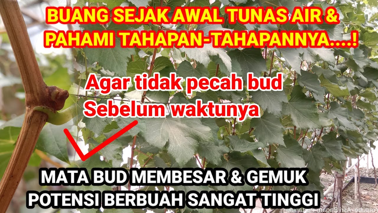 #Tips‼️agar anggur berbuah lebat || agar Bud anggur tidak pecah sebelum waktunya