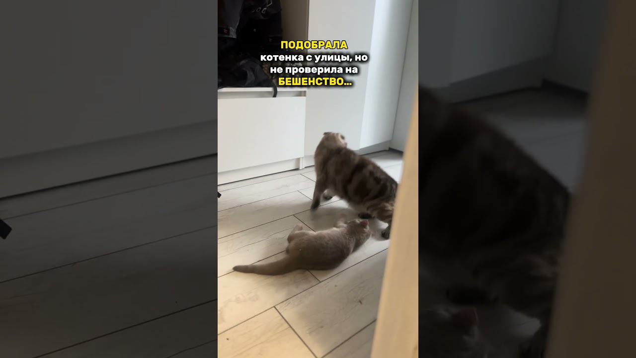 Подобрала демона 😶Артикул на спрей успокаивающий: #578497193 #кот  #помощьживотным #уличныйкот