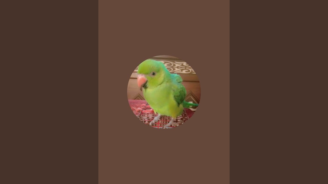 Parrot Ki Baaten is live! 