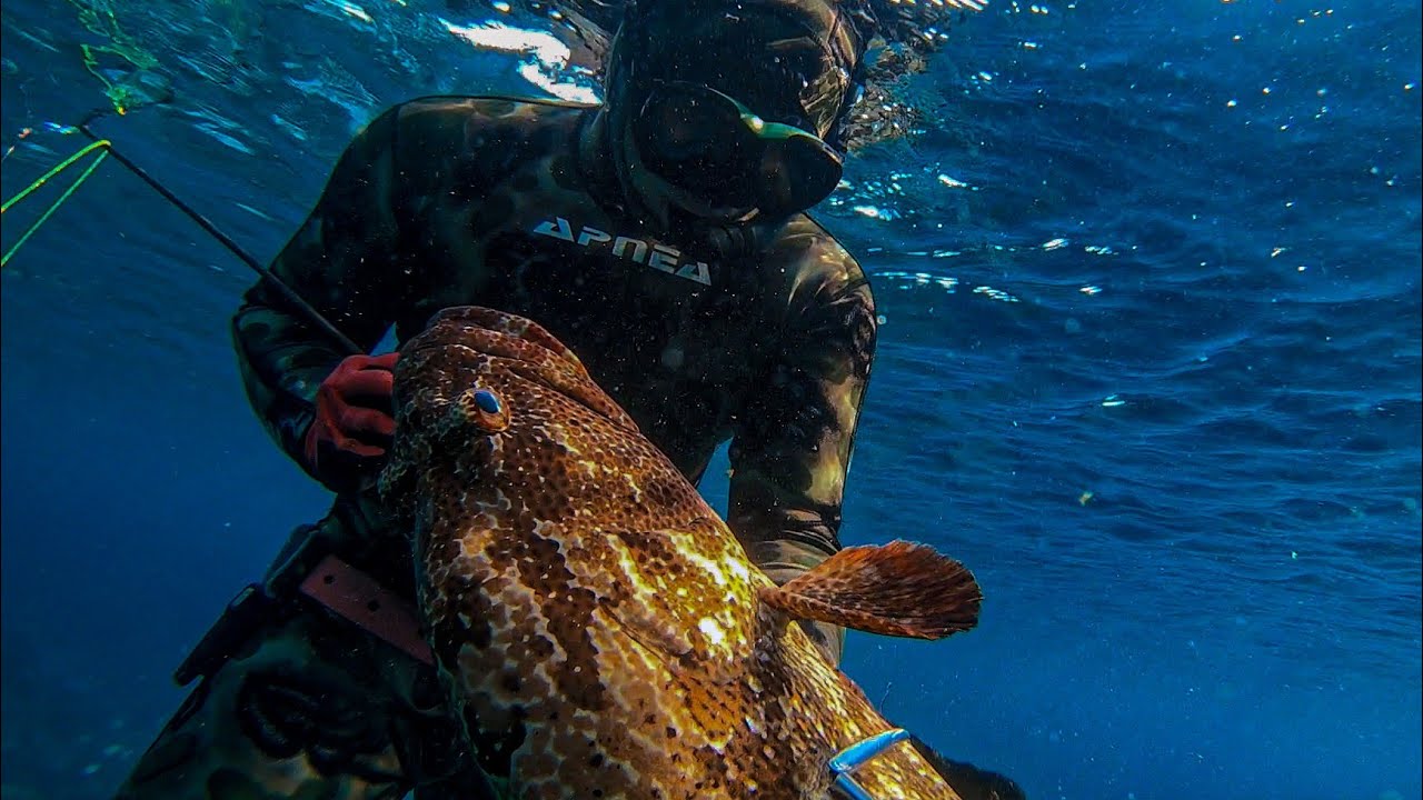 BACKYARD REEF! || MARBLED GROUPER and RED SNAPPER! ||SPEARFISHING PHILIPPINES!!