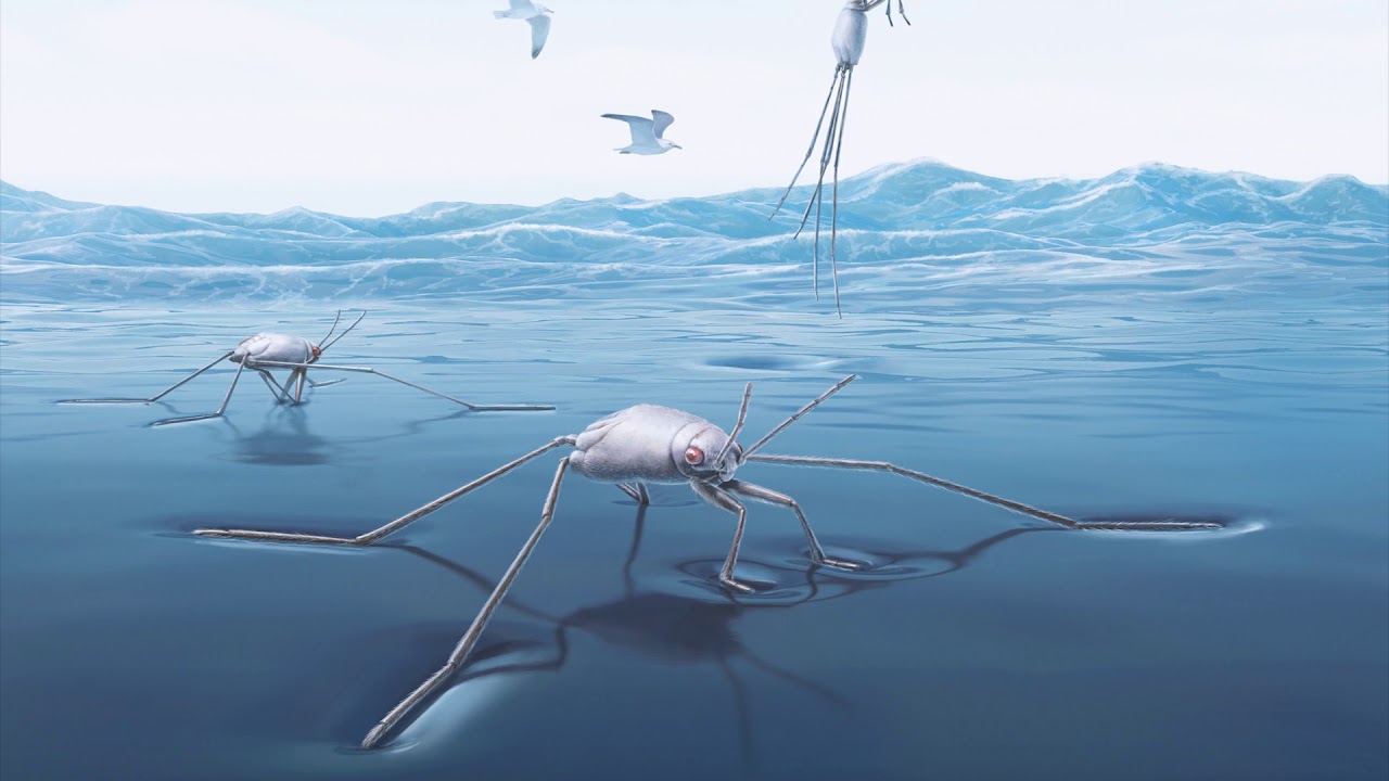 Sea Skaters are a Super Source of Inspiration