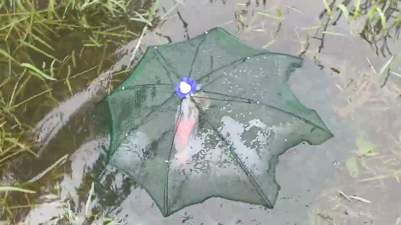 Pasang Bubu Payung Musim Banjir di Halaman Rumah Episod 2/ Banjir Mulai Surut/ Dapat Ikan Besar
