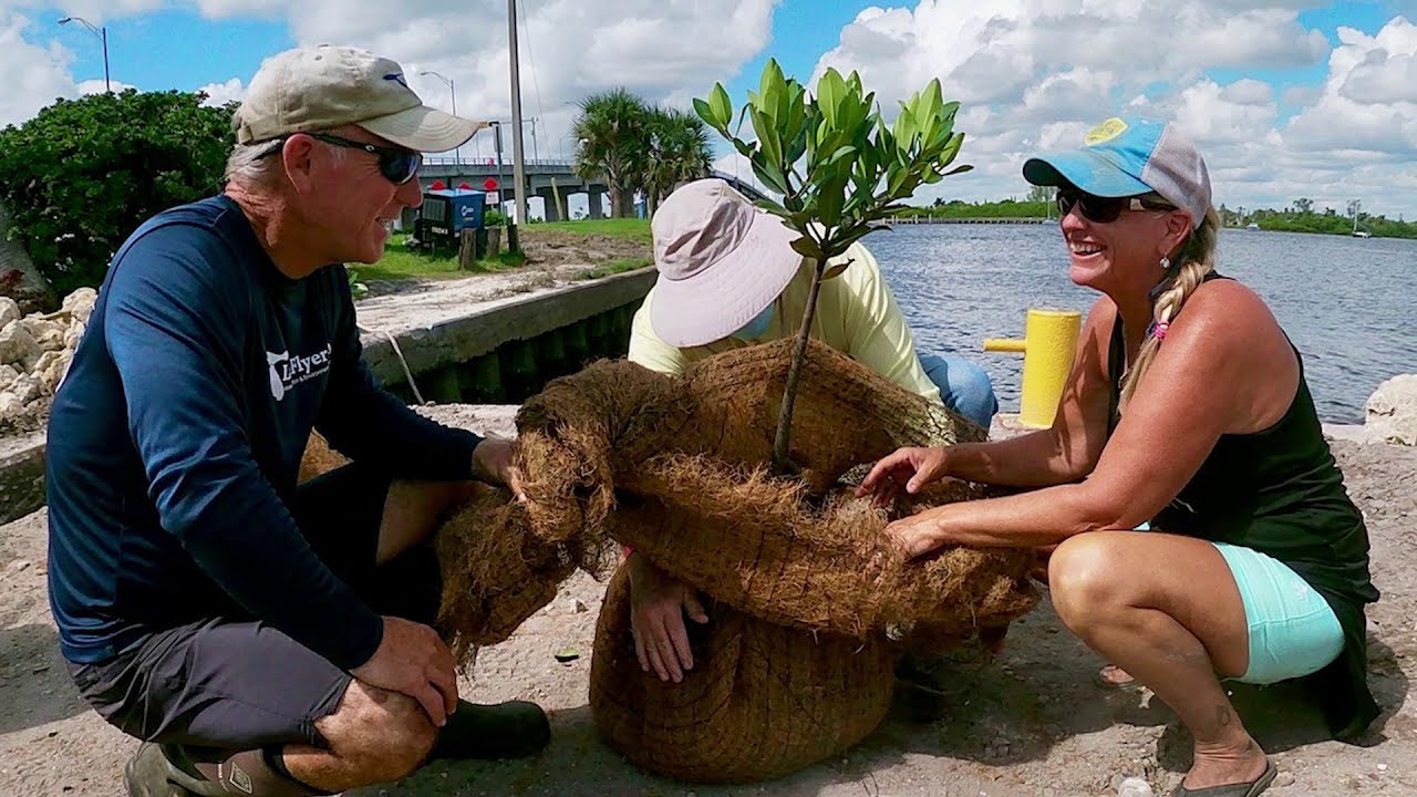 Planting Considerations for Living Shorelines