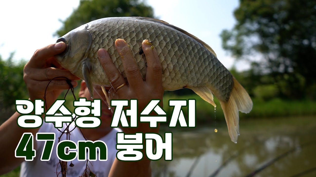 소야403양수형 저수지 47cm 붕어