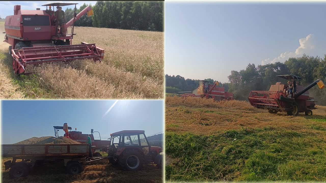 🔥Wspomnienia z wakacji 2025 - Żniwa w GR Kowalczyk 🔥 ☆ Massey Ferguson & Zetor ☆