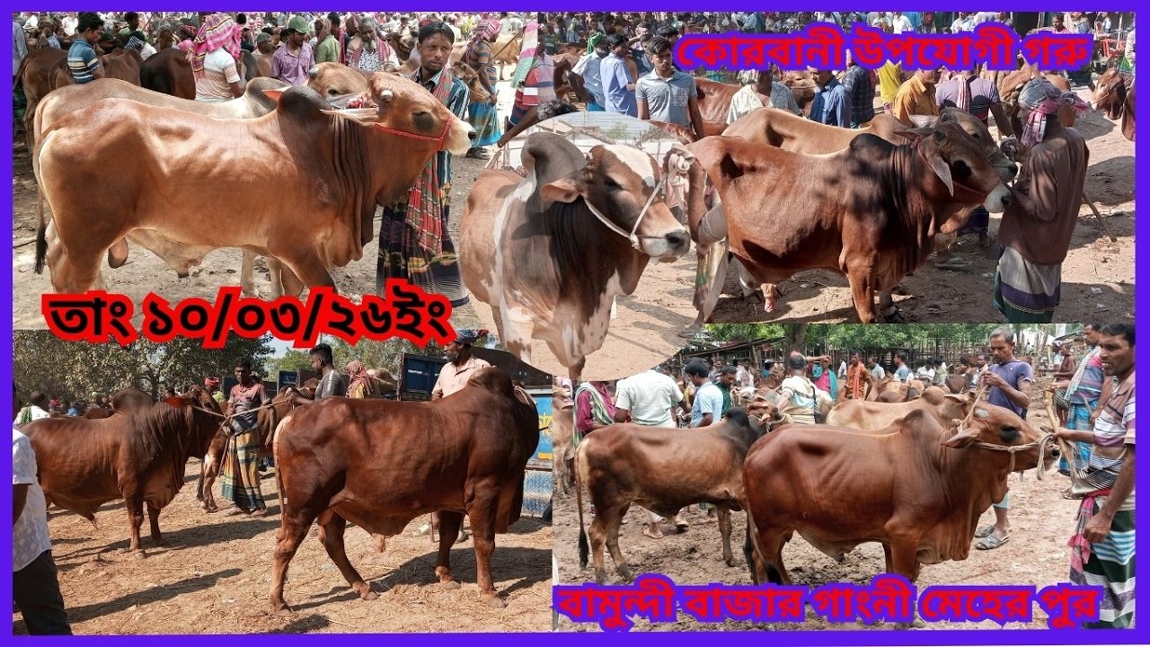 রমজানের ৫ম হাটে ক্রেতা শূন্য অনেকটায় ২৬ ইং সালে কোরবানী উপযোগী আমদানী বামুন্দী গাংনী মেহেরপুর