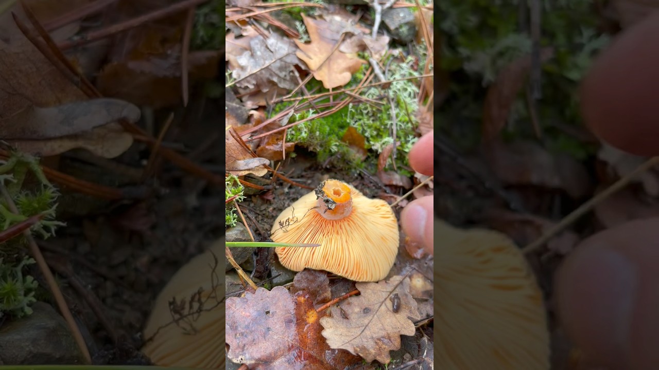Крымские Рыжики 🥰❤️Russulaceae. Lactarius deliciosus. Mushrooms. Crimea