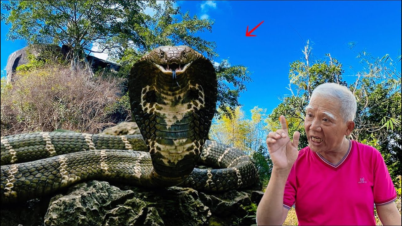 Thật hư chuyện thầy bùa ch.ặ.t đầu trinh nữ  để luyện THIÊN Linh Cái và rắn hổ mây chúa giao pối
