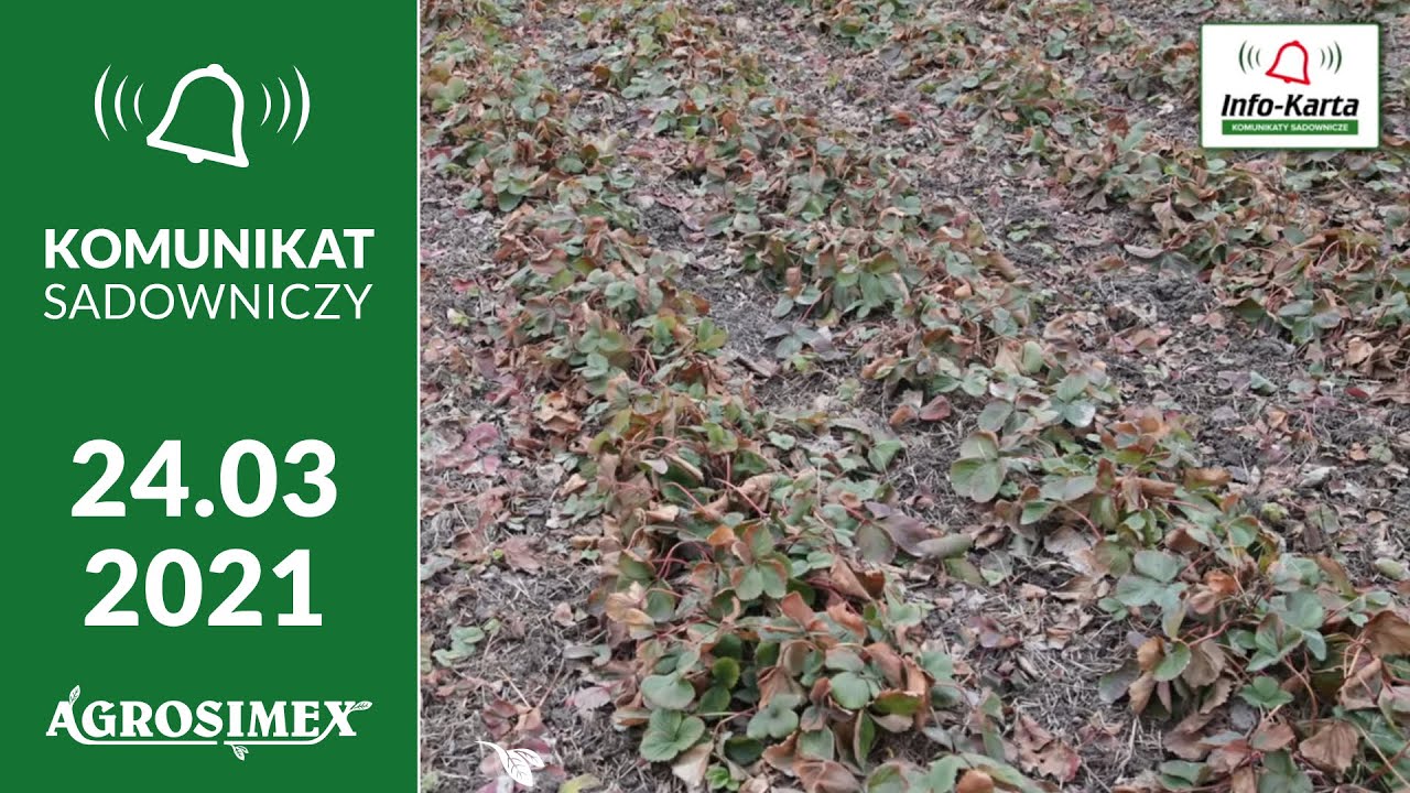 Zalecenia dla truskawek i malin - Komunikat Jagodowy Agrosimex