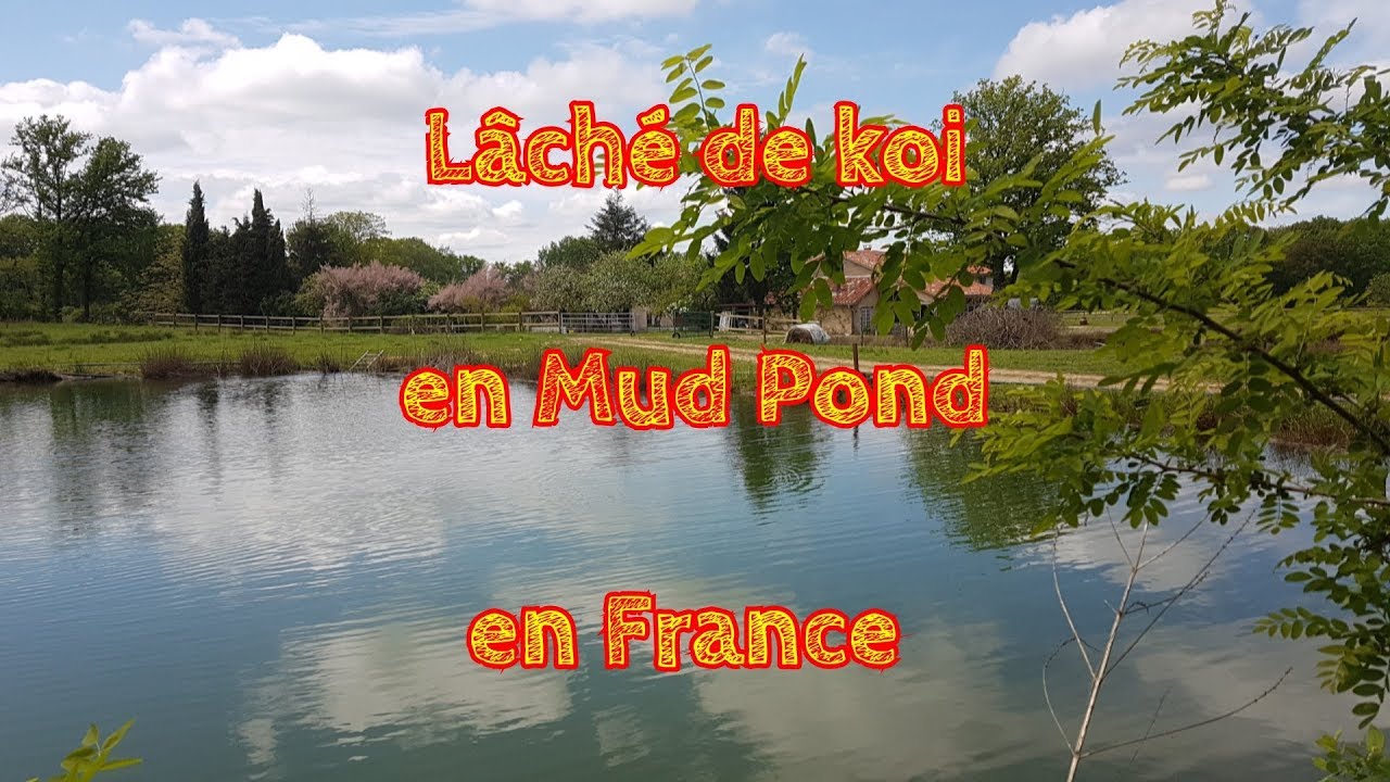 Lâché de koi en Mud Pond en France
