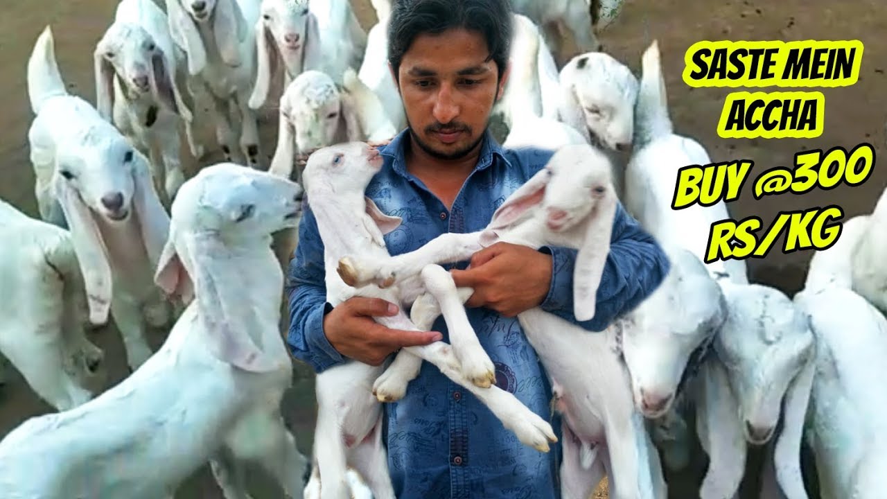 Adant Sojat Goats are available! Sastay Daam Mein!