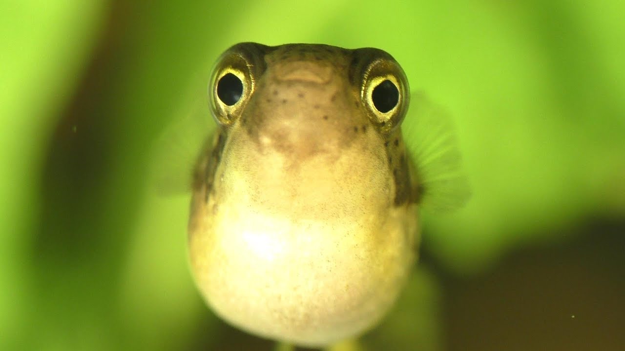 How To Feed And Care For Your Dwarf Puffer / Pea Puffer