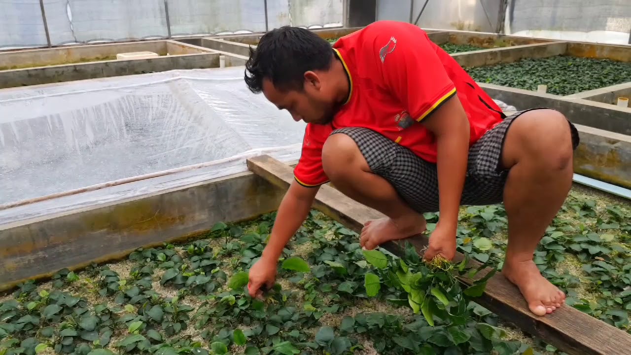 AQUATIC PLANT CENTRE Co., Ltd Indonesia