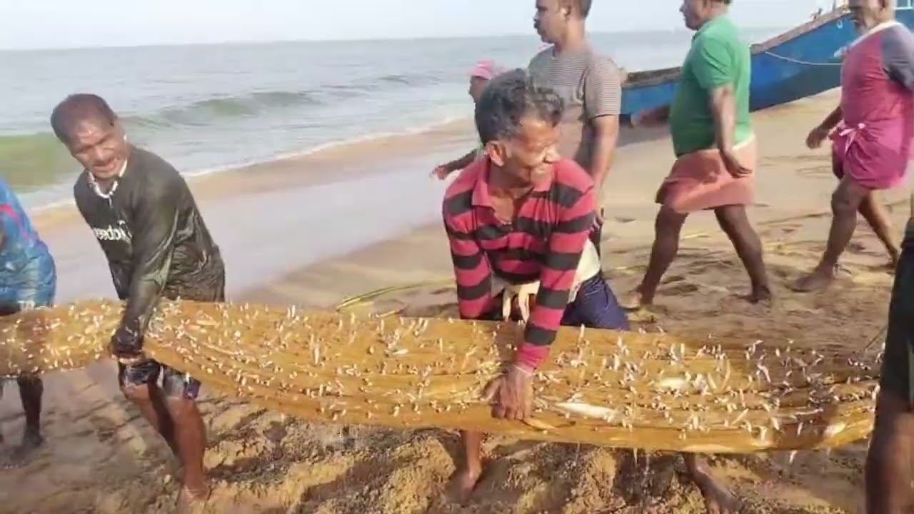 കടലിൽ വല വലിക്കുന്നത് കണ്ടാലോ? (ശംഖുമുഖത്തു ചാകര )