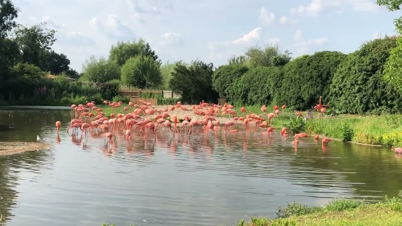 Pink Flamingos at Slimbridge Wildfowl and wetlands trust￼ in Gloucestershire 2021