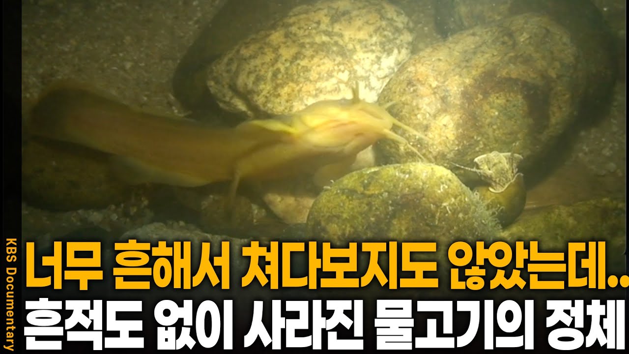 흔하디 흔한 물고기가 어느 날 갑자기 사라진 이유 | KBS 20110615 방송