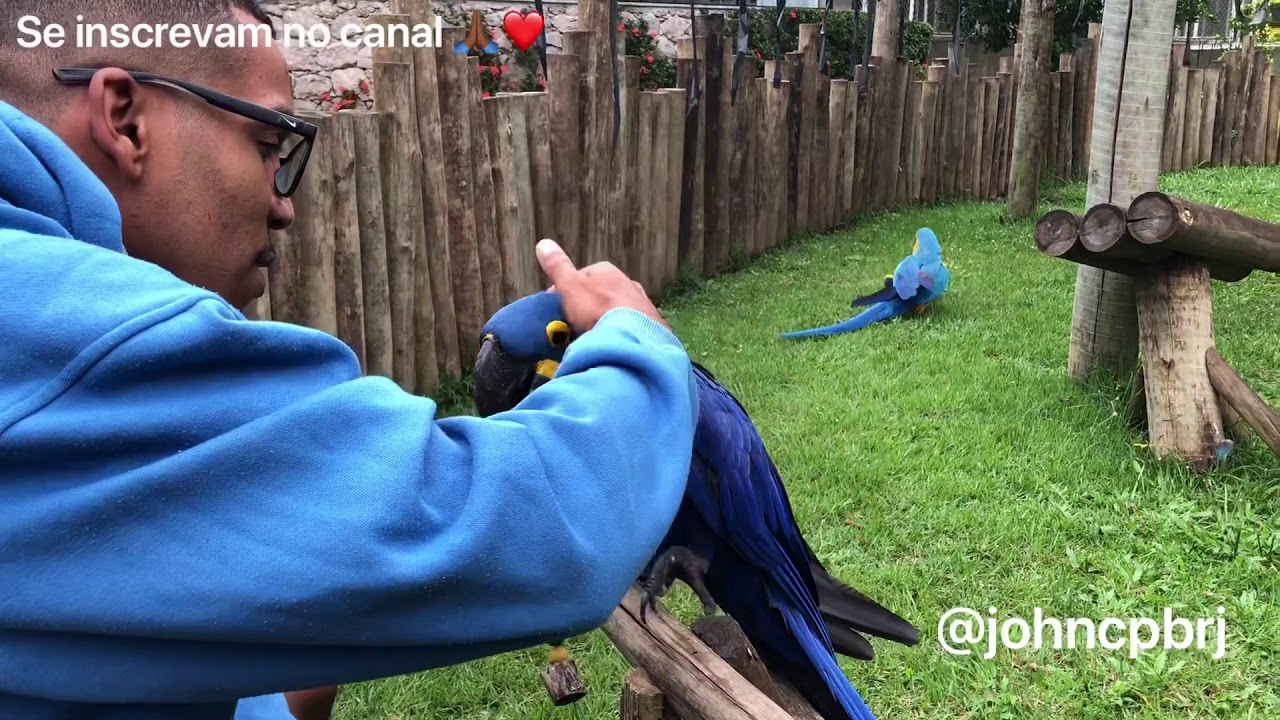 QUARENTENA- CRIADOURO PEDRA BRANCA! AVES PETS / PAPAGAIO/ARARA-CANINDÉ/ARARA-AZUL/#papagaio #parrot
