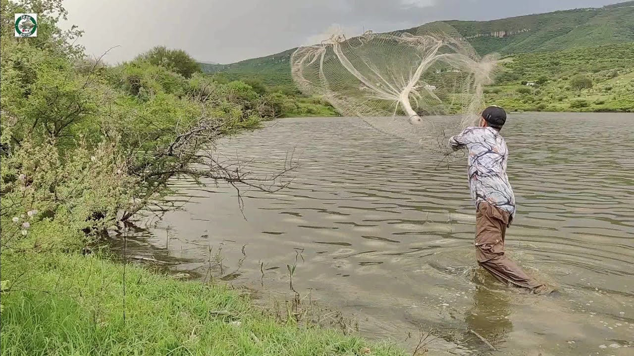 Lago muy lleno y con muchas tilapias una pesca de primera en la sierra