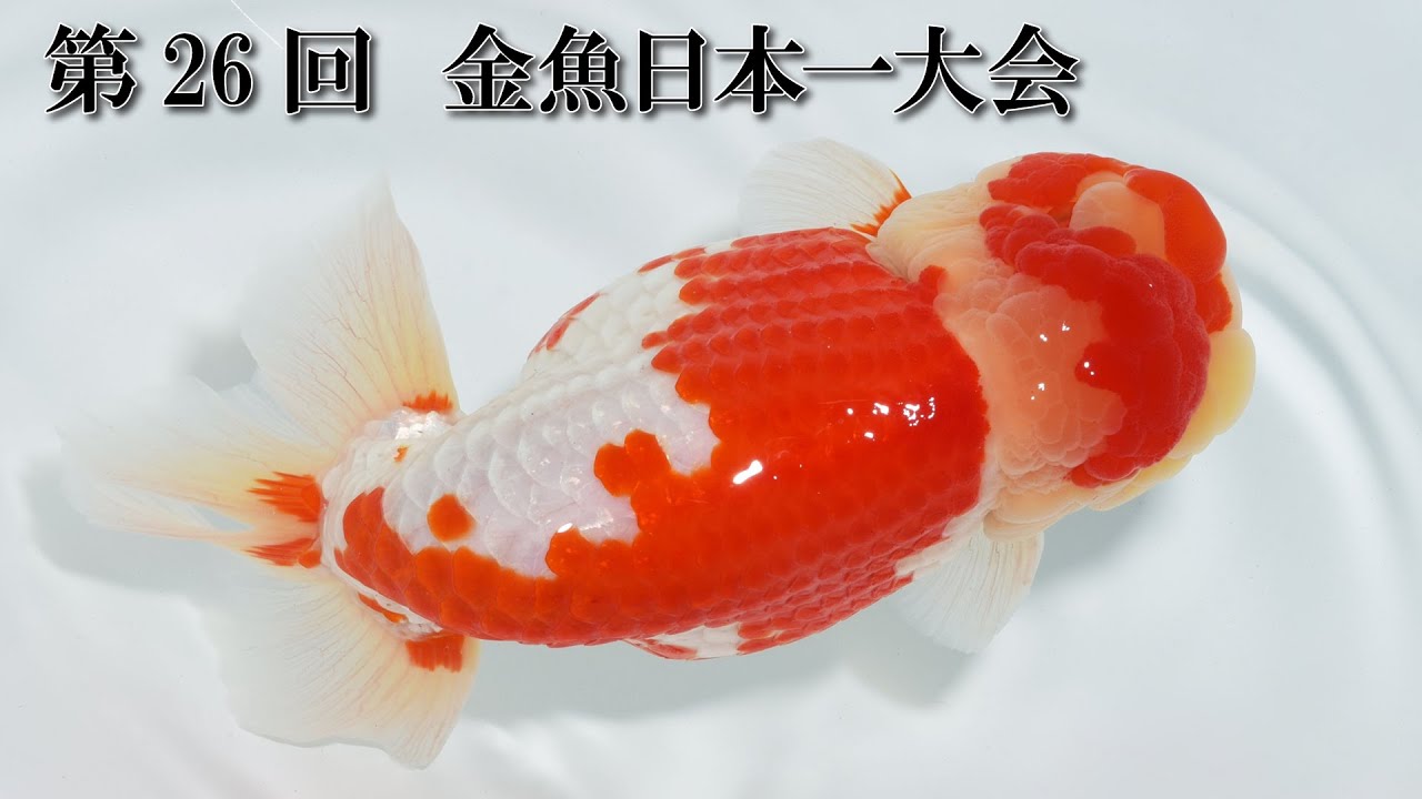 第26回　金魚日本一大会　（金魚品評会　弥富）