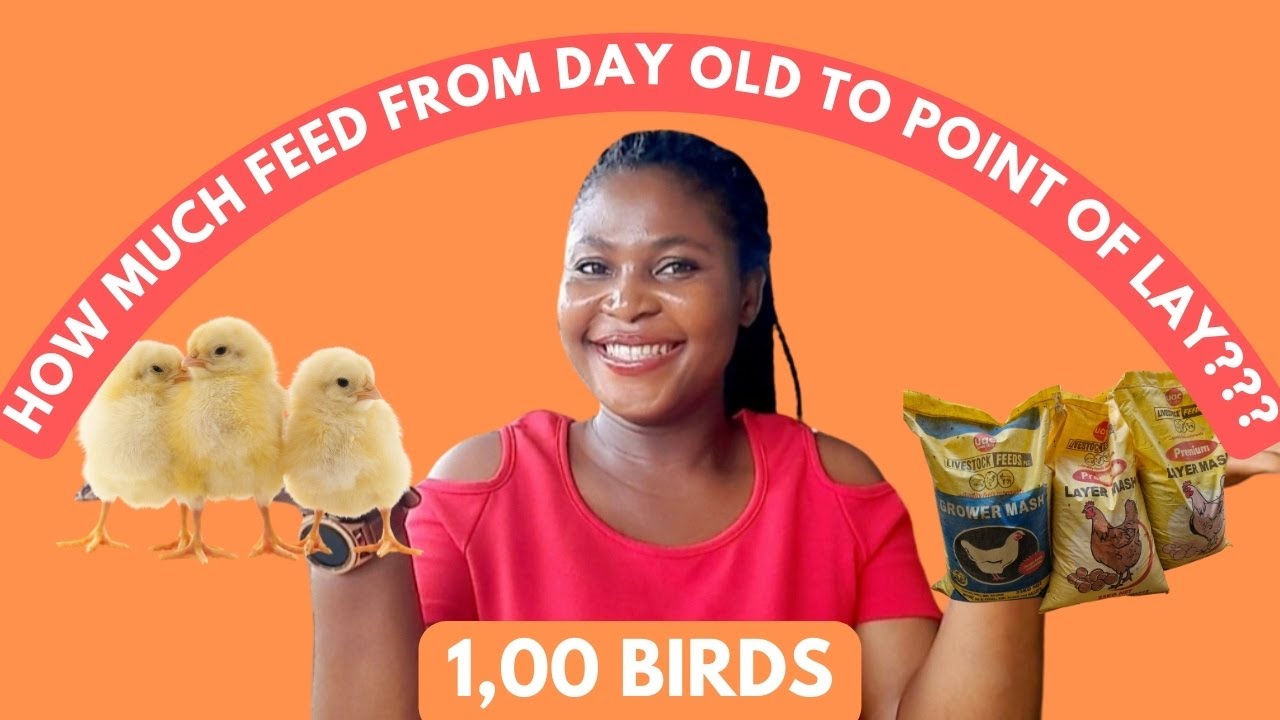 How MUCH FEED Will 1000 LAYER BIRDS CONSUME From Day Old Till Point Of Lay