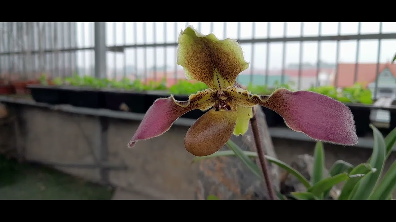 C&Aacute;CH TRỒNG LAN H&Agrave;I VỆ NỮ