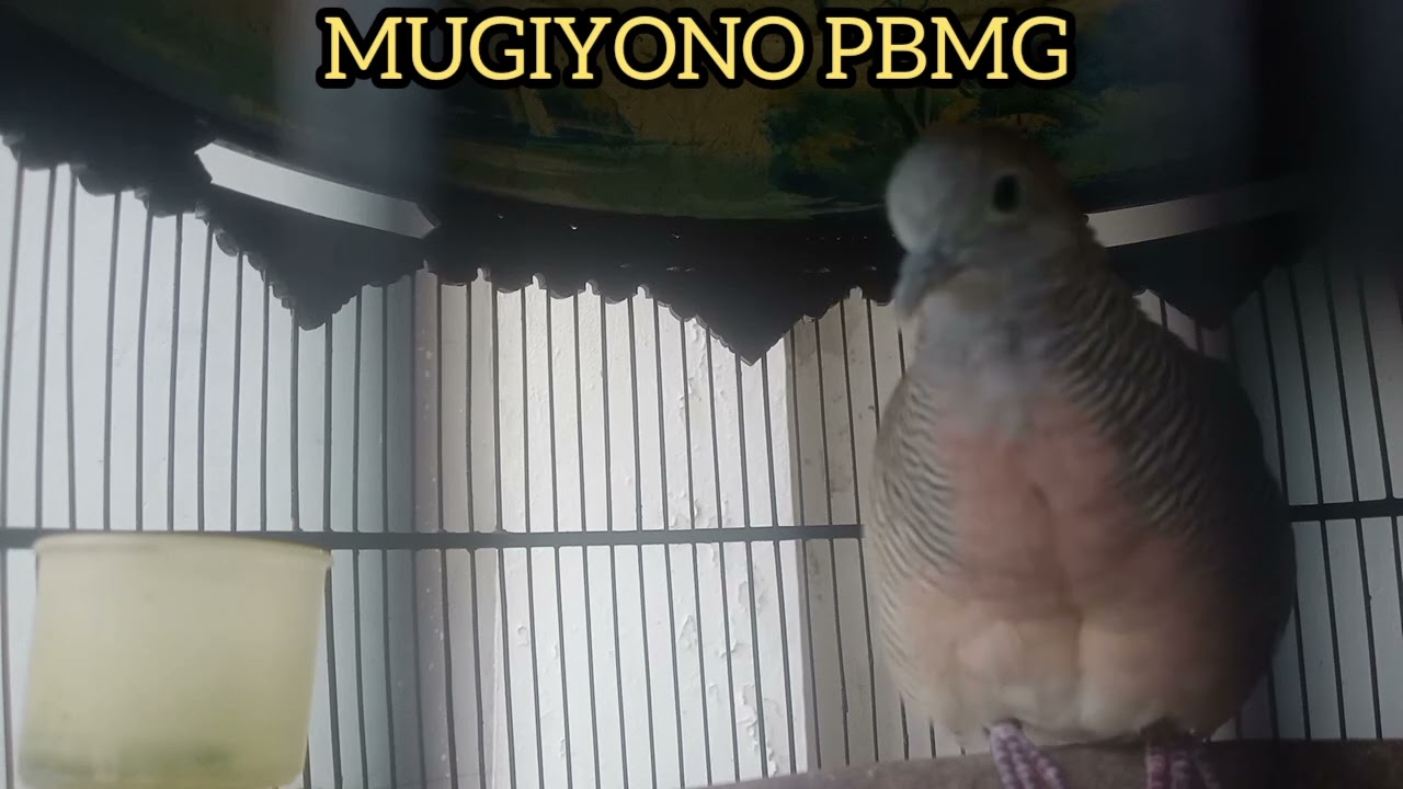 PANCINGAN SUARA BURUNG PERKUTUT BANGKOK MANGGUNG GACOR