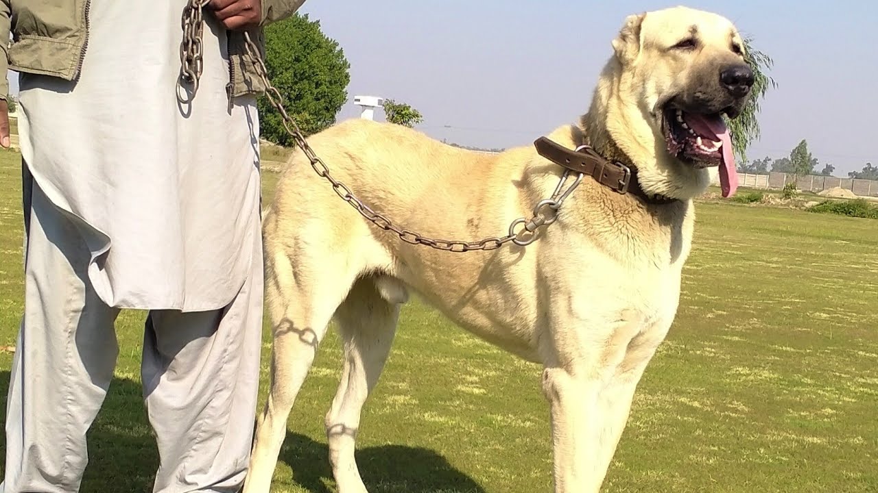 Turkash Kangal Mastiff Dog in Lahore Pakistan | Big Kangal Dog By Nafa tv hd