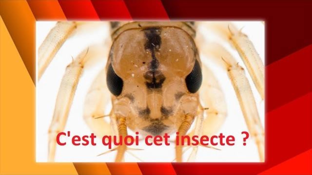 TOUT SAVOIR SUR LA SCUTIGERE VELOCE c est quoi  ? un myriapode incroyable A DECOUVRIR SANS ATTENDRE