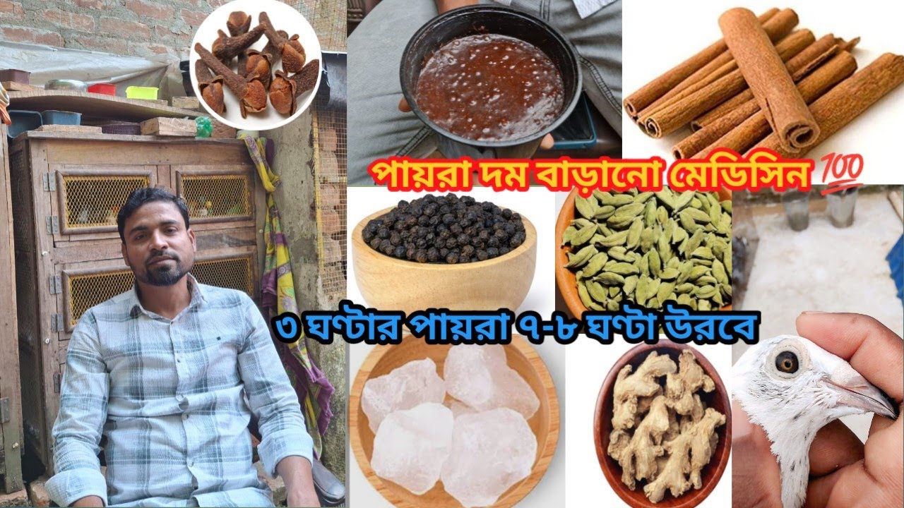 ৩ ঘন্টার পায়রা ৭-৮ ঘন্টা উড়বে|ঔষধ ছাড়া আপনিও পায়রা উড়িয়ে সফলতা পাবেন|How To Use Medicine 