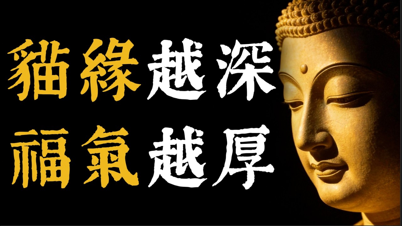 貓眼裡的秘密，你的靈魂是什麼顏色？一個人德行好不好，看貓緣就知道了！#佛學智慧#因果#陰德#修行#貓的靈性#動物感知#業力#內心修煉#慈悲心#生命真相#佛教故事#靈魂淨化#寵物緣分#能量場