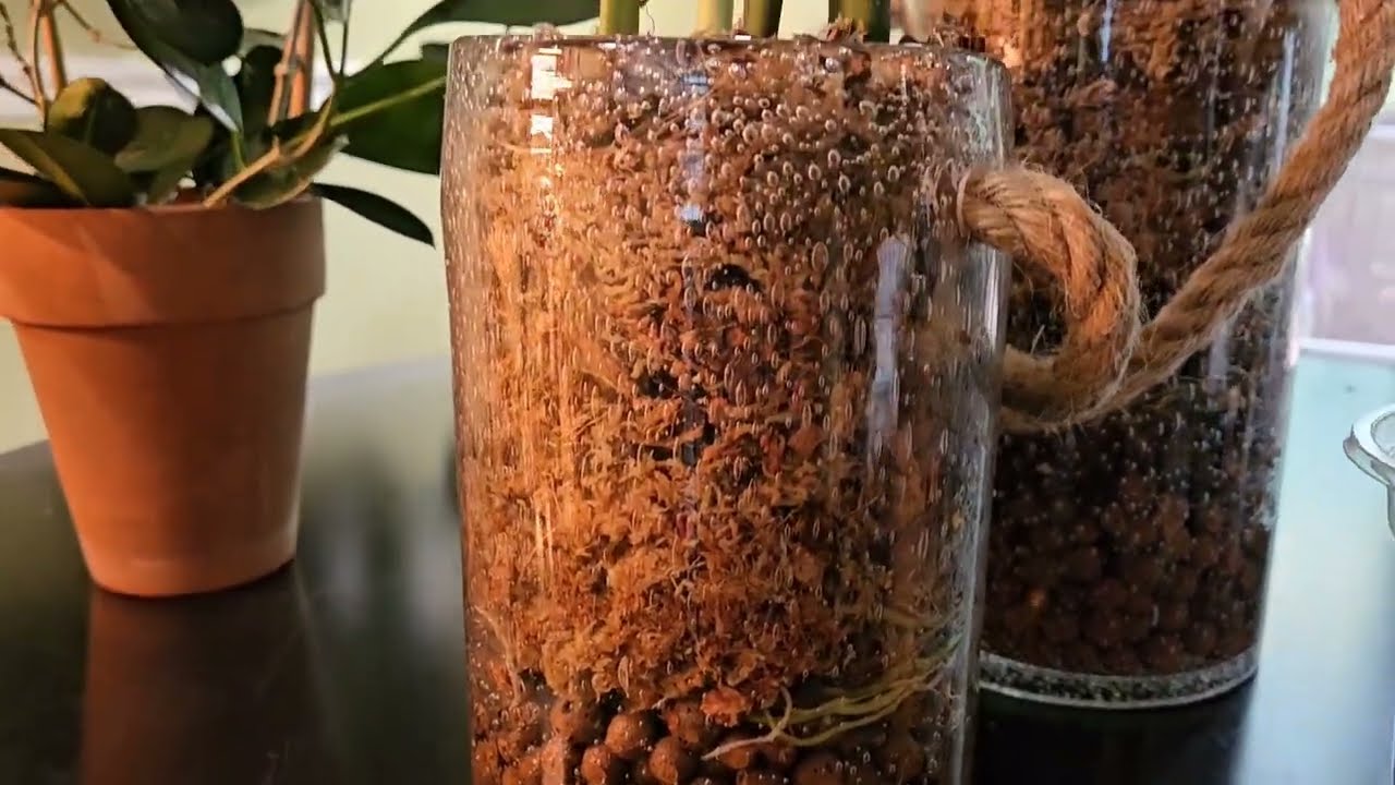 Moss Pole for Manjula Pothos 