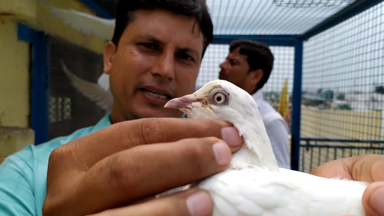 Panjabi kabuter form bhura sharma