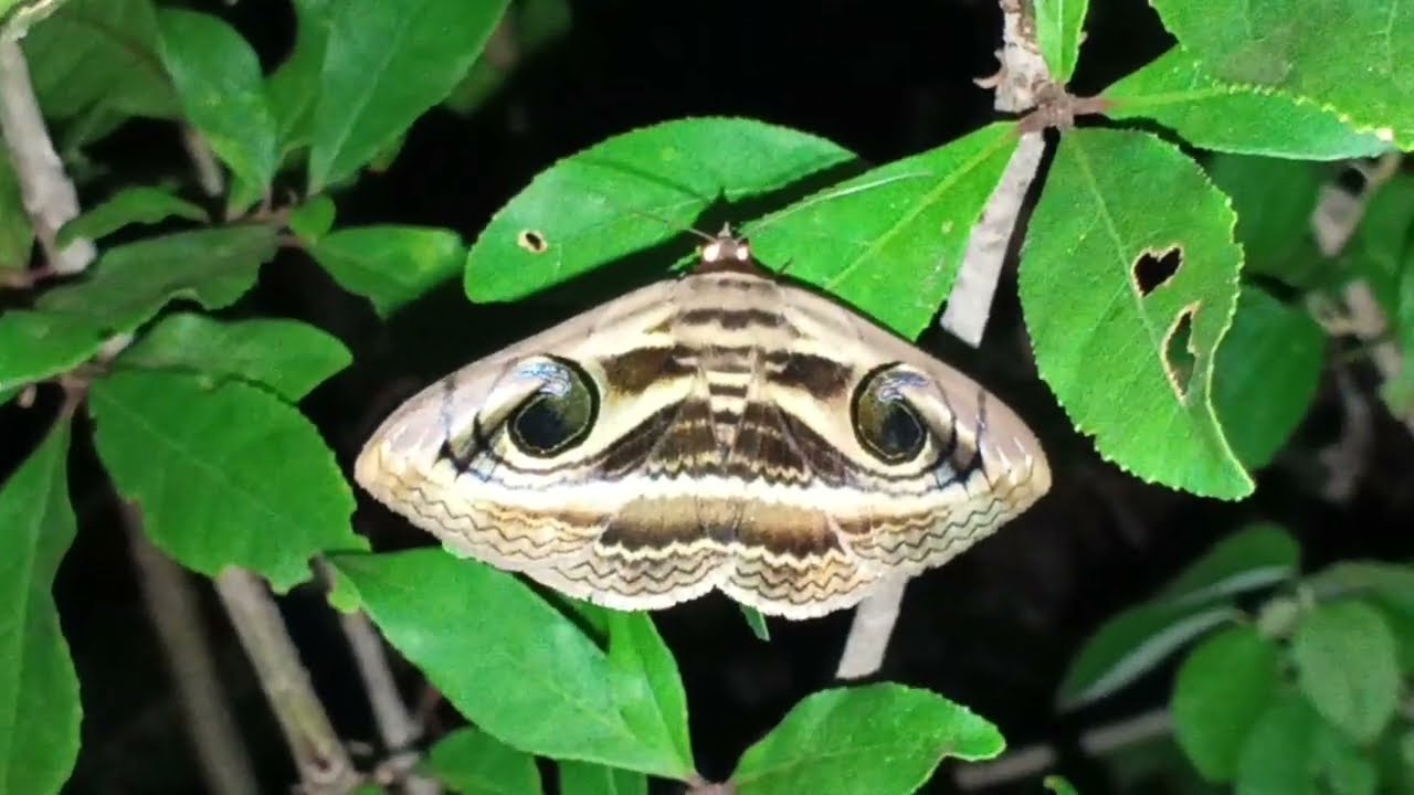 Foraging for insects as food 