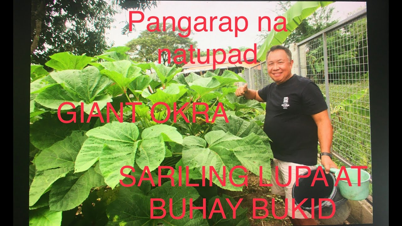 BEAUTIFUL LIFE: ALAM NYO BA ANG SIKRETO NG GIANT OKRA NAMIN?BUHAY BUKID ITO ANG PANGARAP NAMIN: Love