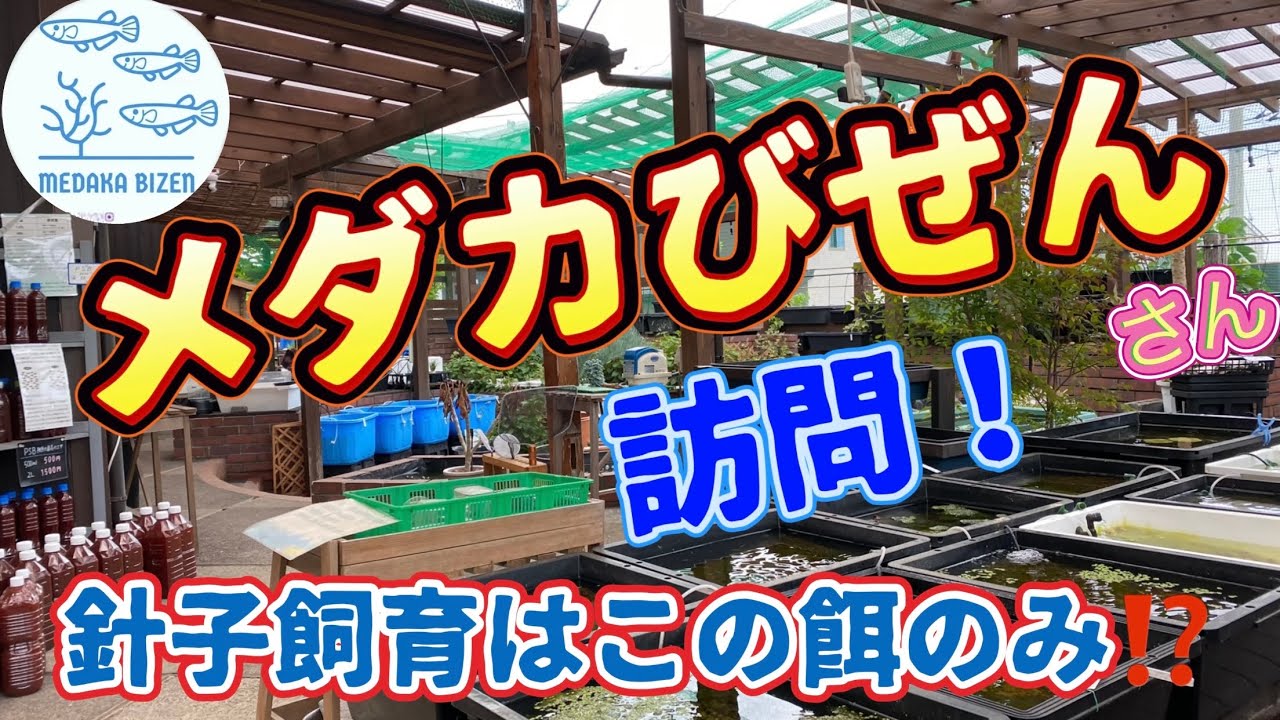 メダカびぜんさん訪問！針子飼育はこの餌のみ　コレ販売してます！